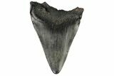 Fossil Megalodon Tooth - South Carolina #169306-2